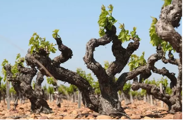 editor_1501808995987721.png 4.png