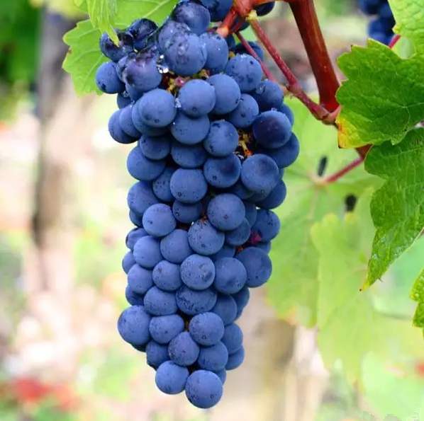 editor_1501809017147727.png 5.png