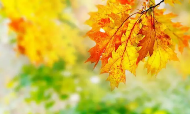 editor_1505528059408747.png 1.png