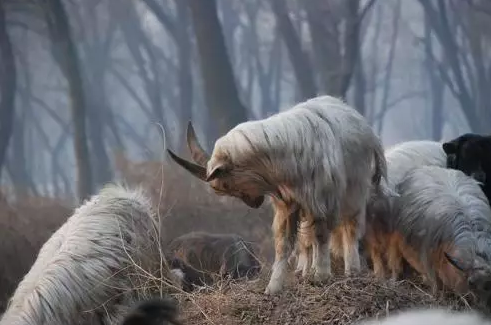 editor_1507946013383252.png 2.png