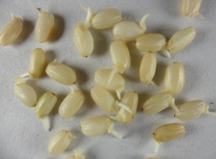 editor_1516429383830419.png 6.png