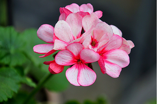 editor_1520649794548207.png 20.png