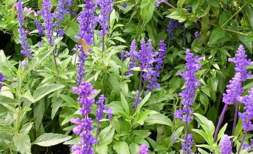 editor_1520649847927559.png 24.png