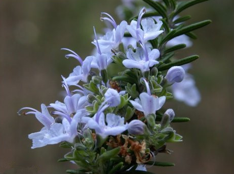 editor_1520649856508480.png 25.png