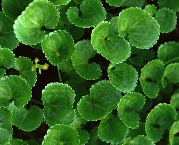 editor_1520649868957433.png 26.png