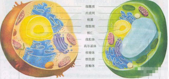 editor_1526869536425778.png 1.png