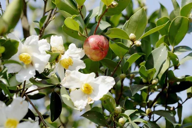 editor_1529288867848641.jpg 7.jpg