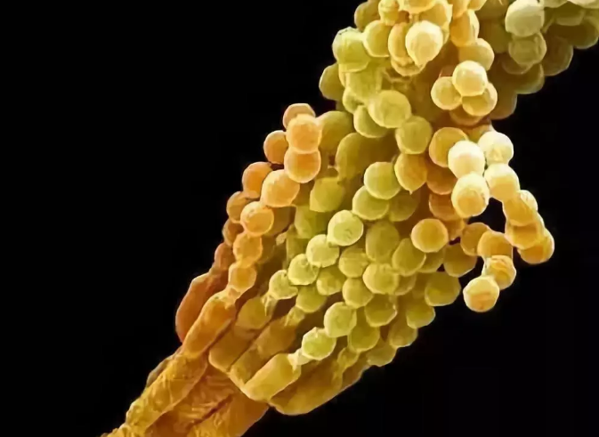 editor_1534558280761972.png 1.png