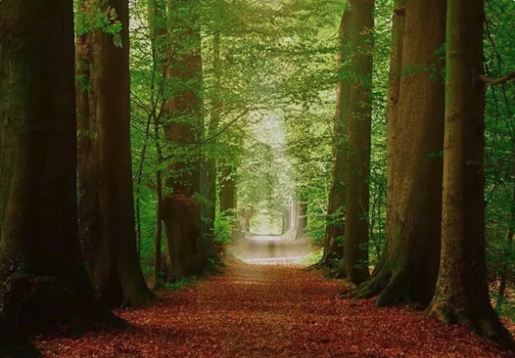 editor_1540878987515517.png 3.png