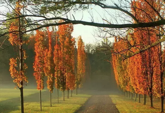 editor_1540878992794252.png 4.png