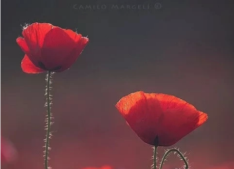 editor_1542167107749443.png 2.png